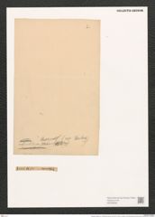 Cymbella cuspidata var. naviculiformis Auersw. (de-Toni-Nr.: Genus 33, Species 1383) Zeichnungen Sammlung Grunow (NHMW-BOT-W0369849)